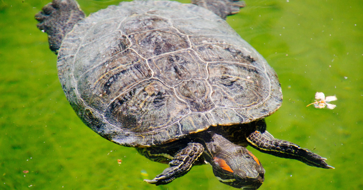 dai-tu-chi-dinh-pronoun-reference-tortoise