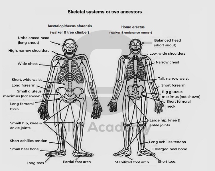 The diagram shows the skeletal systems of two ancestors of humen beings