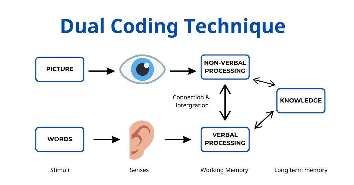 Dual Coding | Ứng dụng vào việc học tiếng Anh hiệu quả