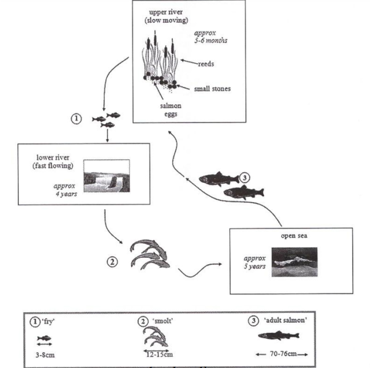 Life cycle of the salmon