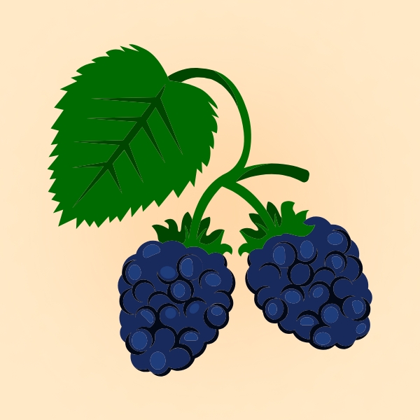 Blackberry