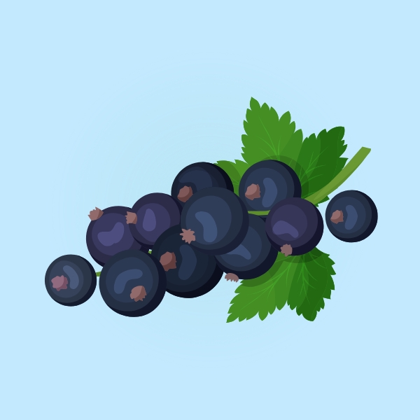 Currant