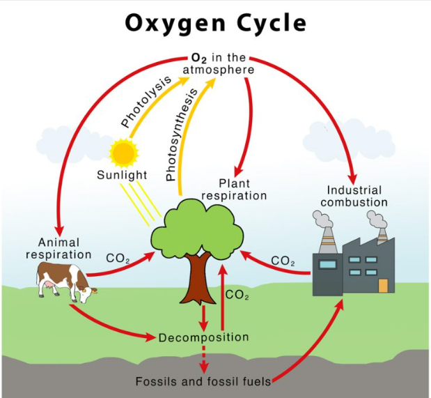 The process below shows the oxygen cycle The process below shows the oxygen cycle