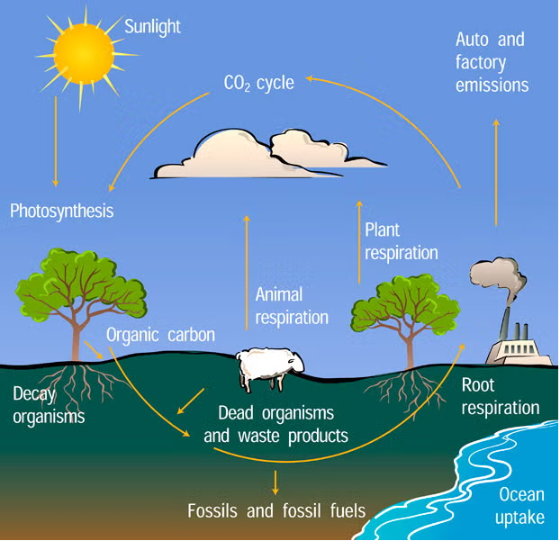 The diagram below illustrates the carbon cycle The diagram below illustrates the carbon cycle