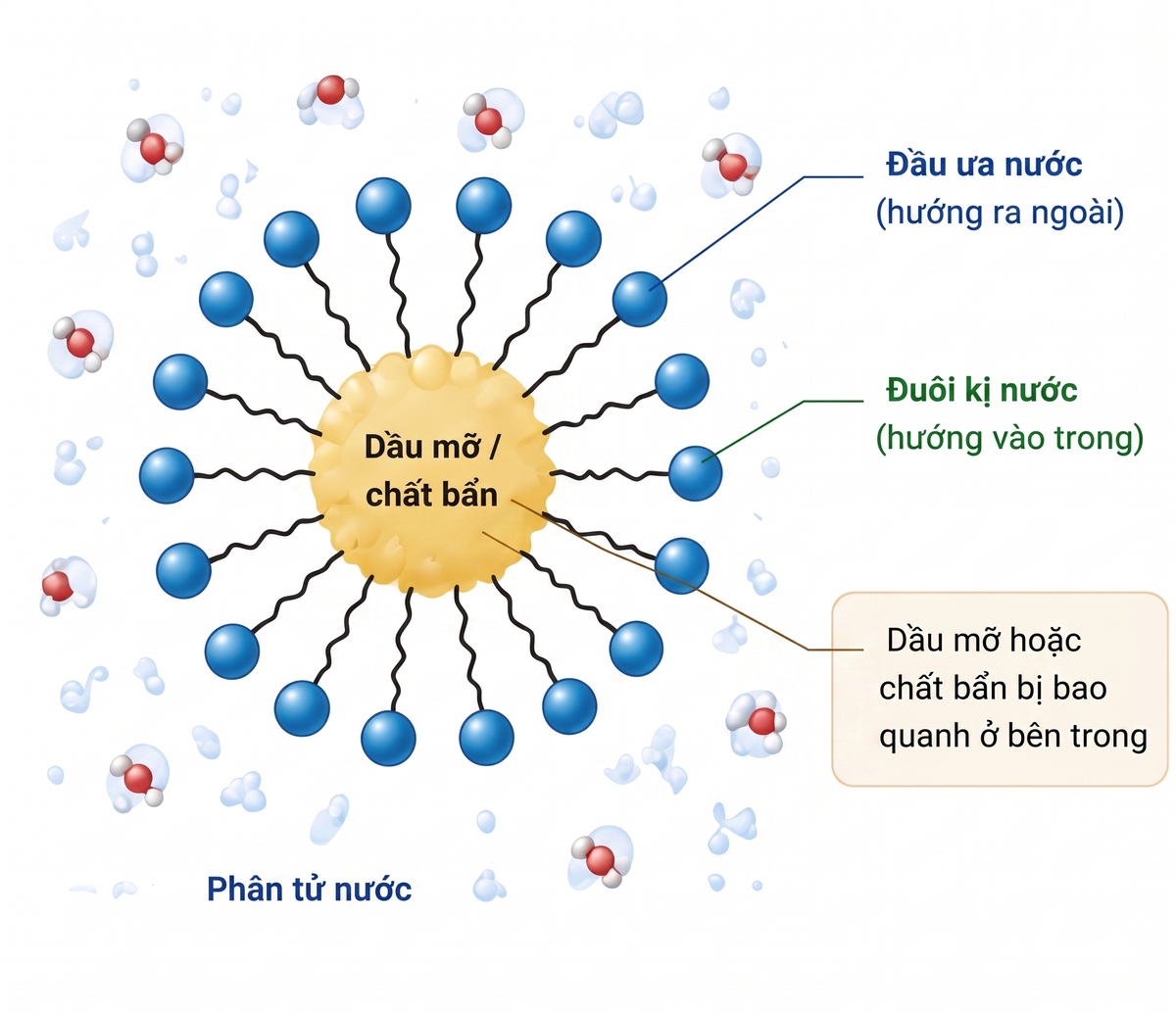 Cấu trúc Micelle trong dung dịch chất giặt rửa tổng hợp Cấu trúc Micelle trong dung dịch chất giặt rửa tổng hợp