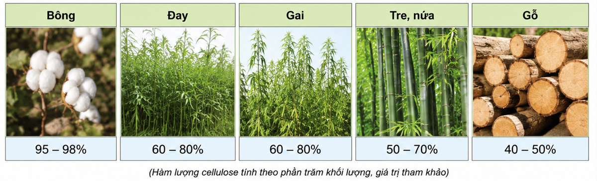 Hình 1.1. Nguồn cellulose trong tự nhiên Hình 1.1. Nguồn cellulose trong tự nhiên