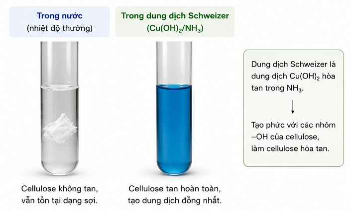 Hình 3.2. Cellulose không tan trong nước nhưng tan trong dung dịch Schweizer Hình 3.2. Cellulose không tan trong nước nhưng tan trong dung dịch Schweizer