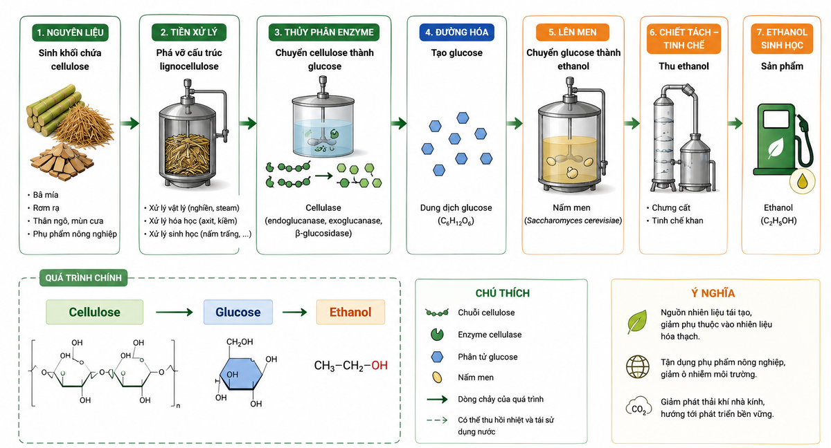 Hình 5.4. Sơ đồ sản xuất ethanol sinh học từ cellulose (Cellulose → Glucose → Ethanol). Hình 5.4. Sơ đồ sản xuất ethanol sinh học từ cellulose (Cellulose → Glucose → Ethanol).