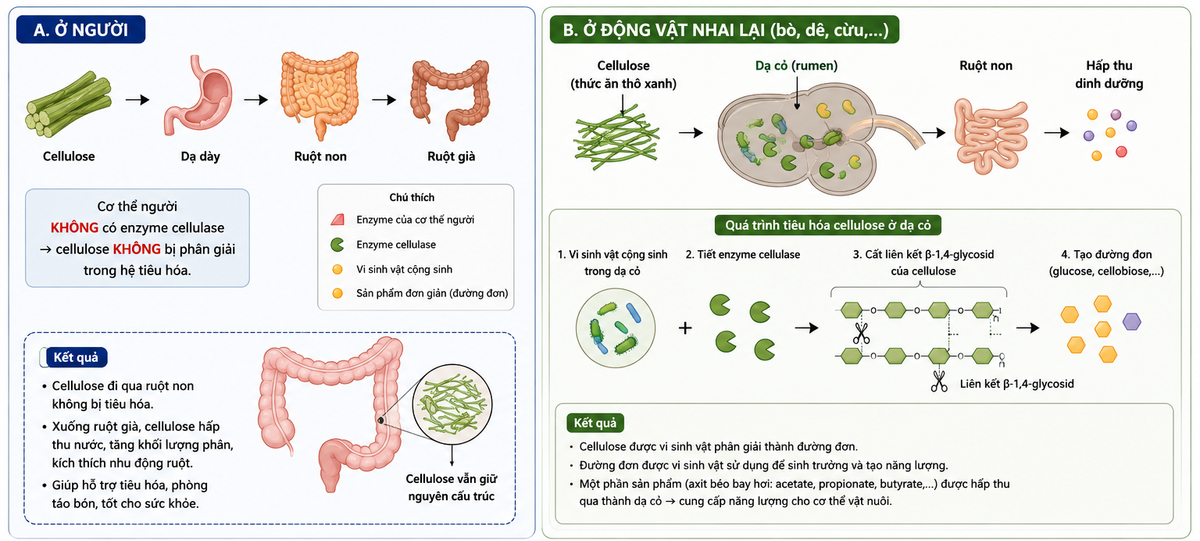 Hình 6.2. So sánh khả năng tiêu hóa cellulose ở người và động vật nhai lại (vai trò của enzyme cellulase do vi sinh vật cộng sinh tiết ra). Hình 6.2. So sánh khả năng tiêu hóa cellulose ở người và động vật nhai lại (vai trò của enzyme cellulase do vi sinh vật cộng sinh tiết ra).
