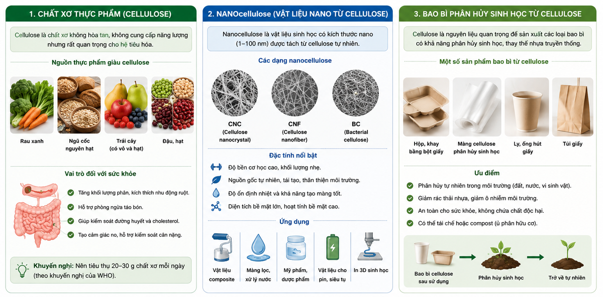 Hình 6.3. Ứng dụng của cellulose trong đời sống hiện đại: chất xơ thực phẩm, nanocellulose và bao bì phân hủy sinh học. Hình 6.3. Ứng dụng của cellulose trong đời sống hiện đại: chất xơ thực phẩm, nanocellulose và bao bì phân hủy sinh học.